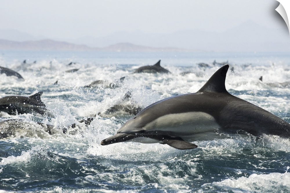 Common dolphins (Delphinus delphis) fleeing an attack from killer whales.