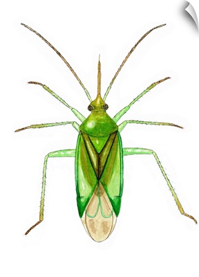 Common green capsid bug