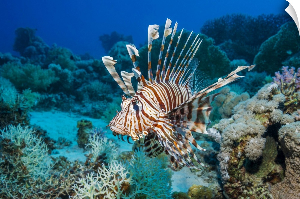 Common lionfish (Pterois miles), also known as the devil firefish. It is often confused with the Red lionfish (Pterois vol...