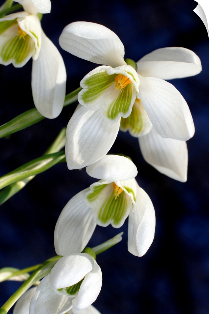 Common snowdrops (Galanthus nivalis). Close-up of snowdrops flowering in spring. Photographed in Devon, UK.