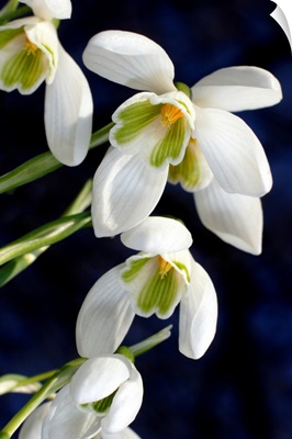 Common snowdrop (Galanthus nivalis)