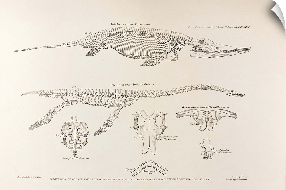 1824 \On the Discovery of an almost perfect Skeleton of the Plesiosaurus\ Transactions of the Geological Society, Second S...