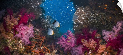 Coral Reef, Composite Image