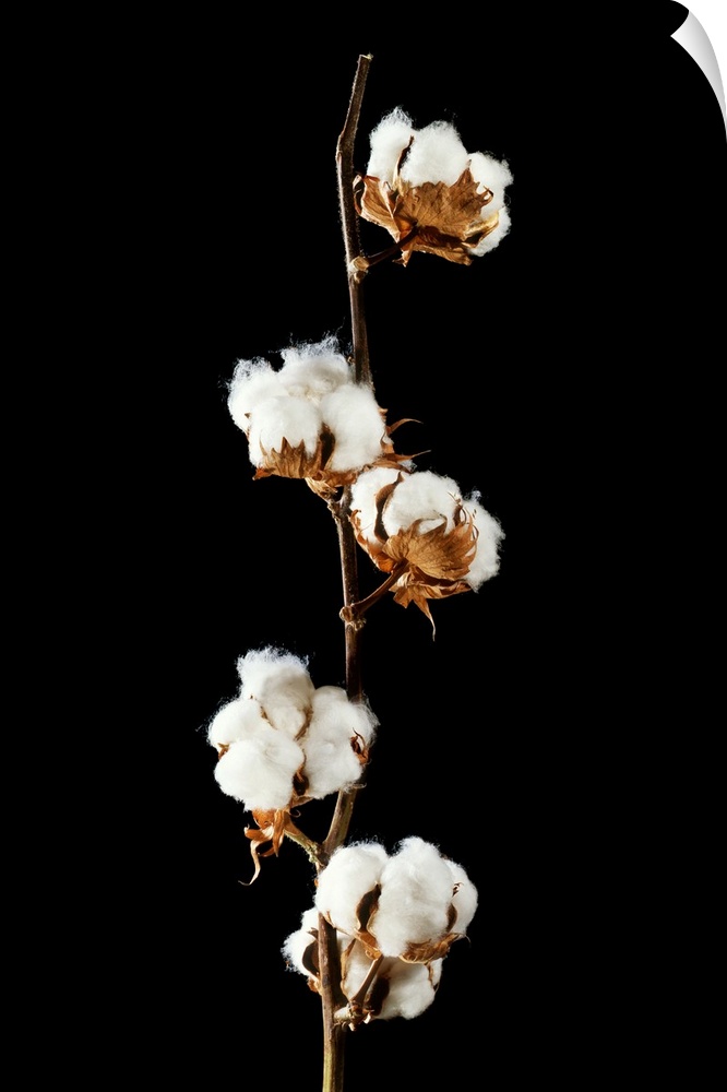 Cotton (Gossypium hirsutum) bolls, or seedheads.