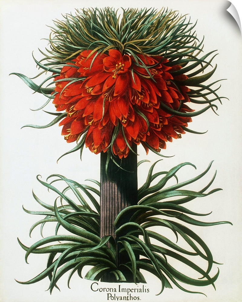Crown imperial plant. Historical artwork of crown imperial (Fritillaria imperialis), a giant member of the lily family. Fr...