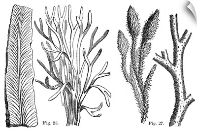 Cryptogamic plants, 19th century artwork