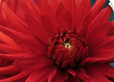 Dahlia 'Bergers Record' flower
