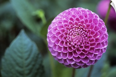 Dahlia, pompon flower