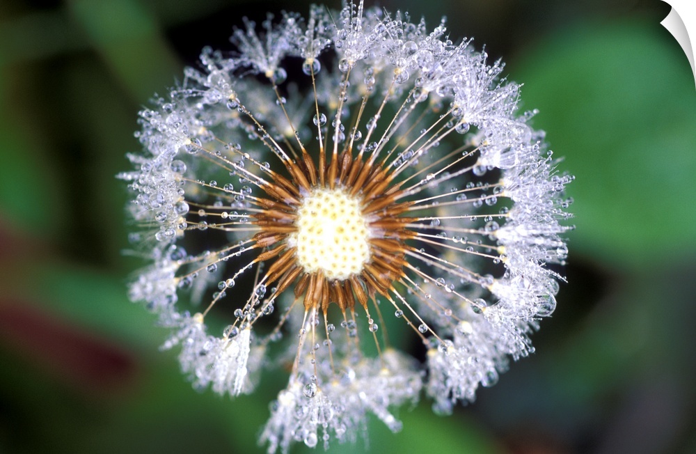 Dandelion seed head. Close-up of dew drops on a dandelion (Taraxacum offinale) seed head. The seeds radiate from the centr...