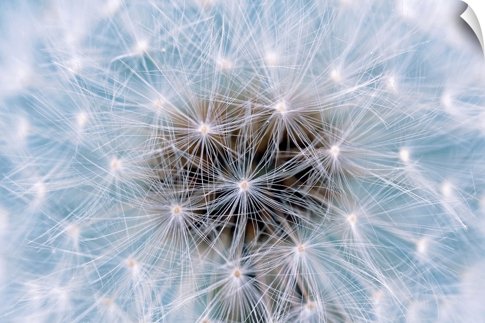 Dandelion (Taraxacum officinale) seedhead. Close-up of the seedhead (clock) of a dandelion plant. Each seed is topped by a...
