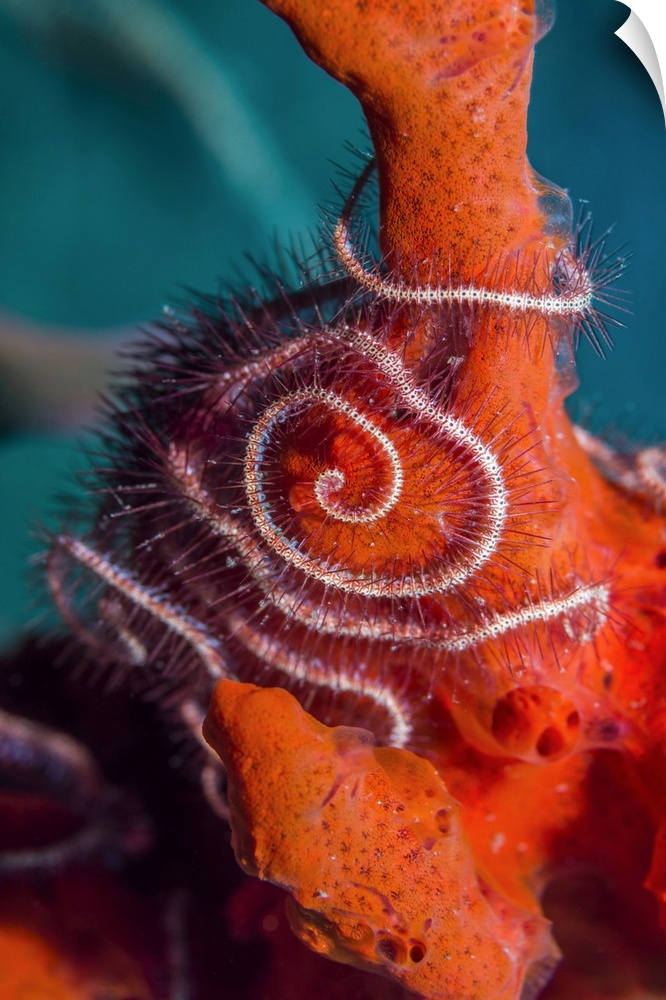 Dark red-spined brittlestar (Ophiothrix purpurea) on coral. Brittlestars are echinoderms and are related to starfish. Ophi...
