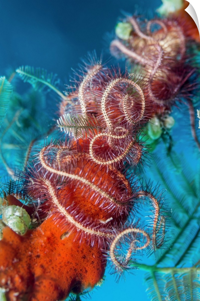 Dark red-spined brittlestar (Ophiothrix purpurea) on coral. Brittlestars are echinoderms and are related to starfish. Ophi...