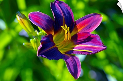 Day Lily (Hemerocallis)