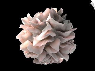Dendritic cell, SEM