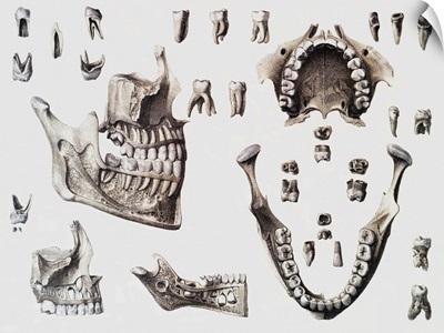 Dental anatomy