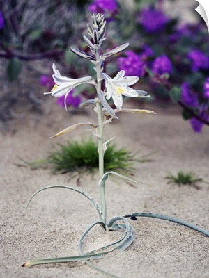 Desert lily (Hesperocallis undulata)