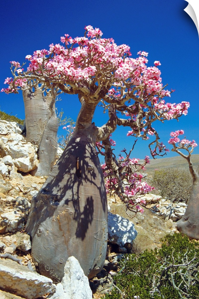 Desert rose tree (Adenium obesum sokotranum) in a rocky landscape. This subspecies of the desert rose is endemic to the So...