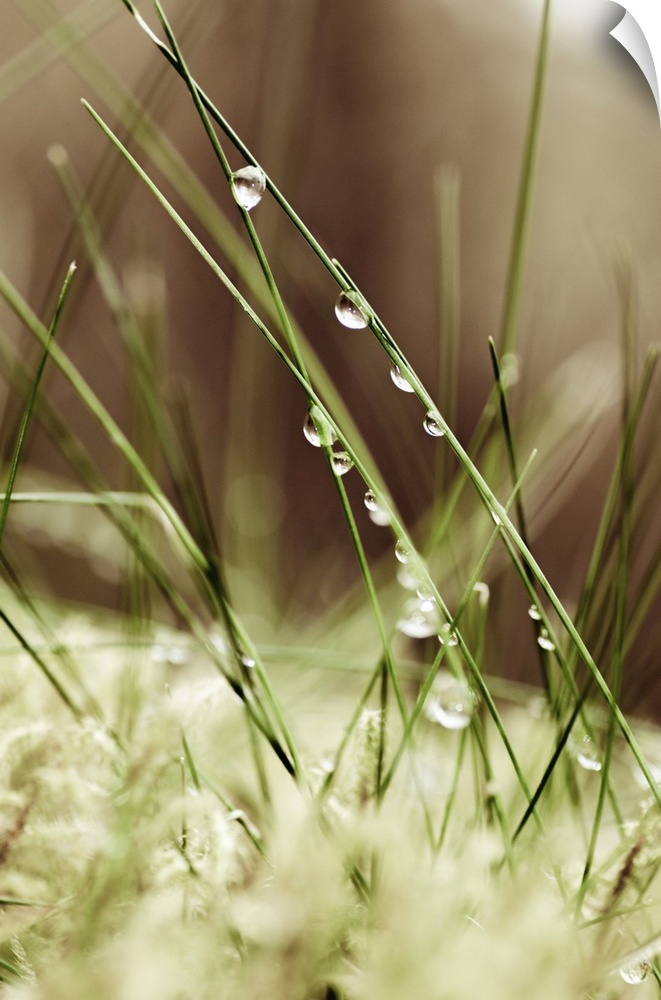 Dew drops on grass, close-up.