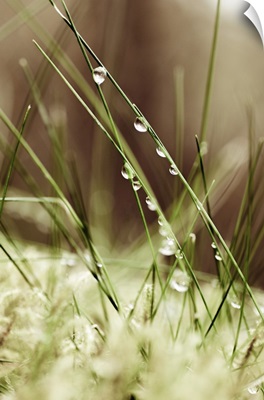 Dew Drops On Grass