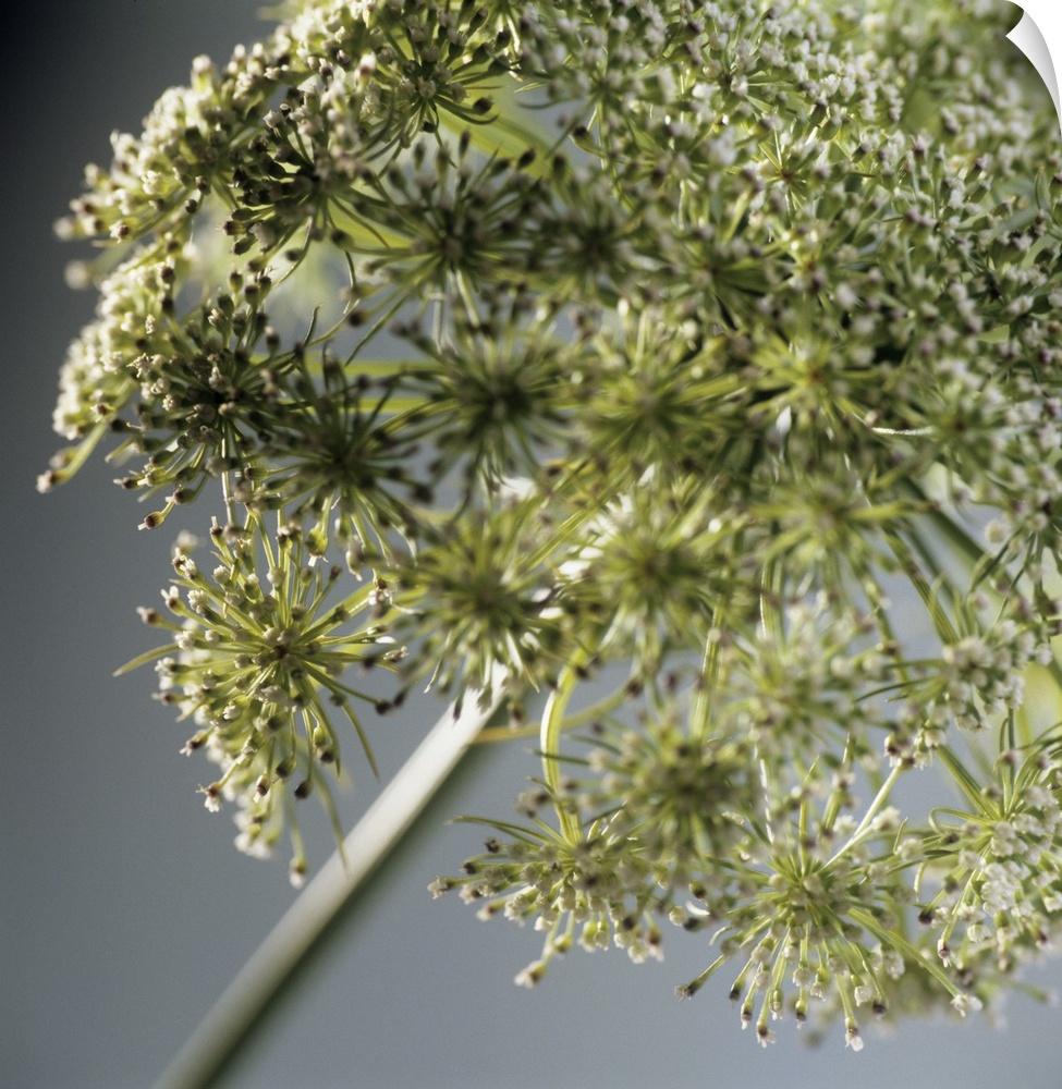 Dill (Anethum graveolens). This herb is native to the Mediterranean and Southern Russia. It is used as a flavouring in food.