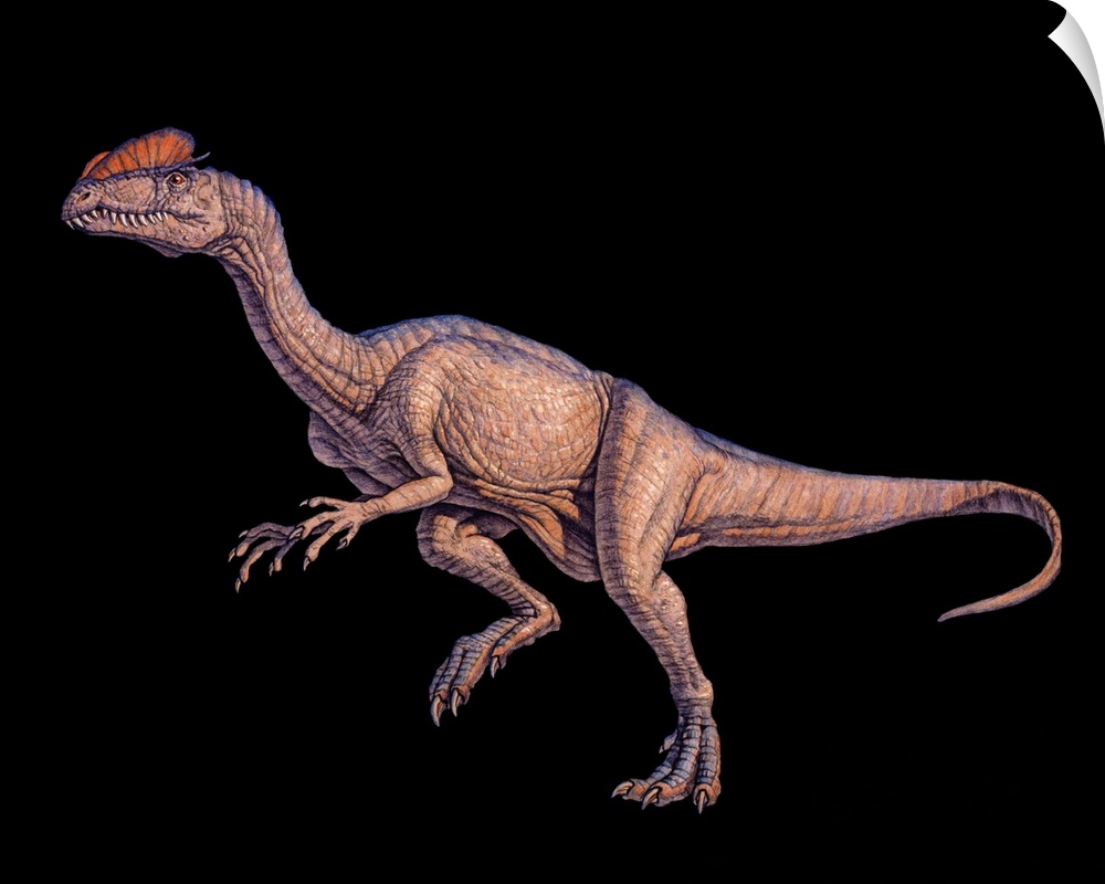 Dilophosaurus dinosaur, artwork. This dinosaur was one of the first large predatory dinosaurs, living around 190-180 milli...