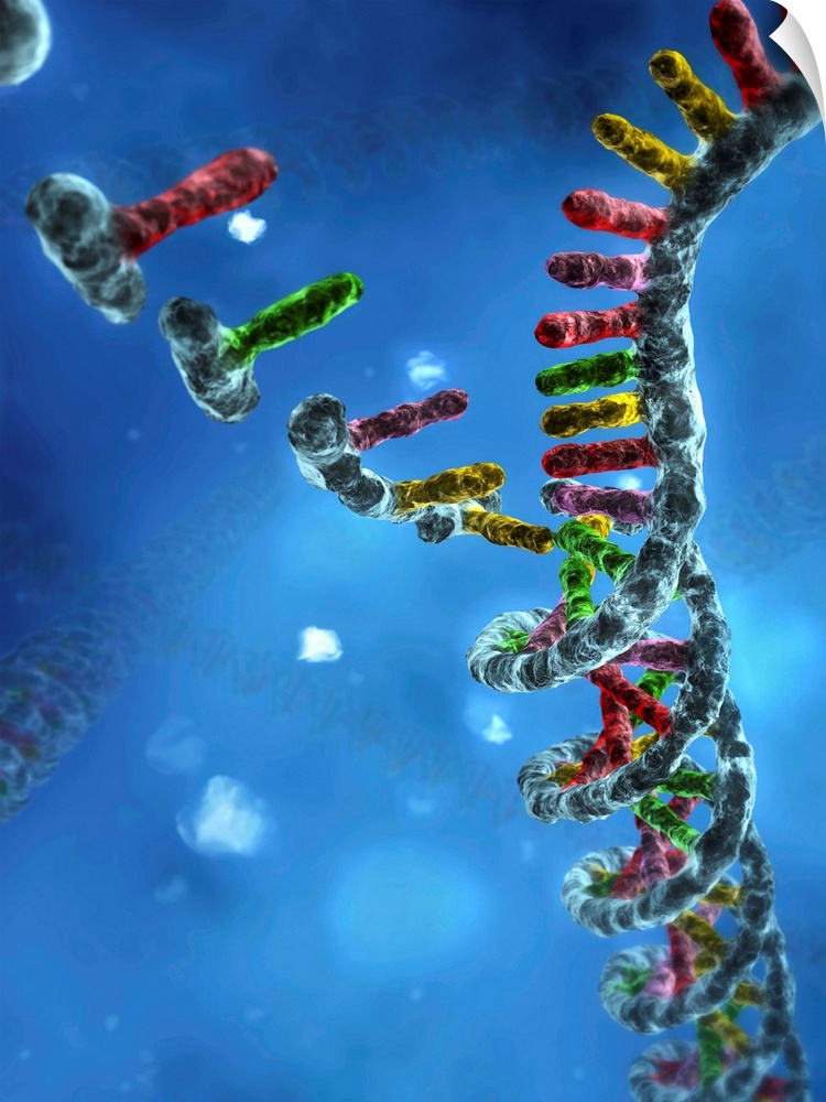 DNA assembly. Computer artwork showing nucleic acid bases (upper left) binding together to form a double-helix of DNA (deo...