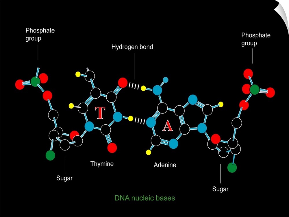 DNA nucleotides, computer artwork. Section of a double stranded DNA (deoxyribonucleic acid) molecule showing the molecular...
