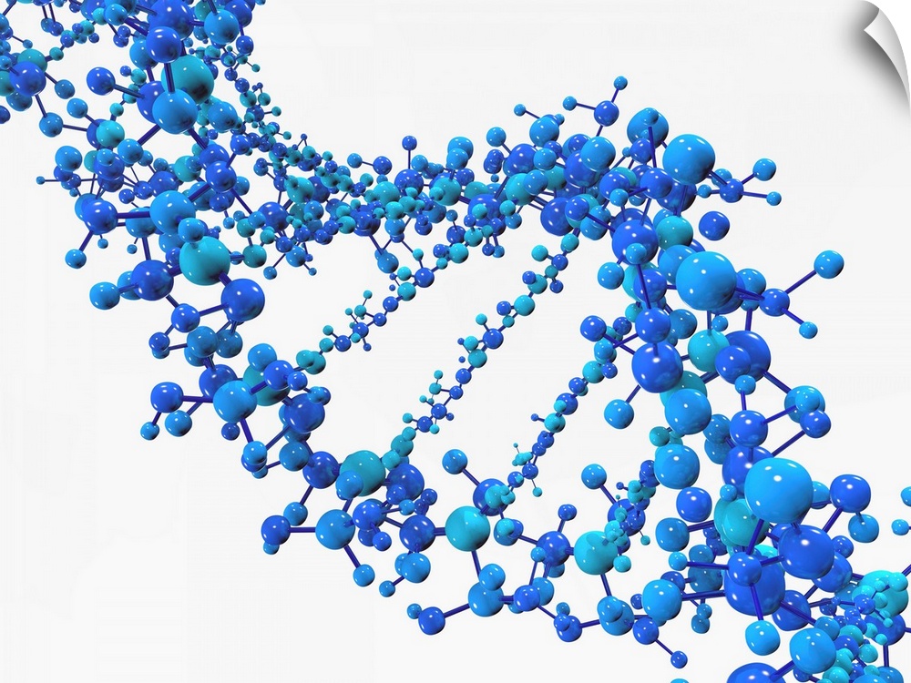Computer artwork of a DNA (Deoxyribonucleic acid) strand, made of spheres.