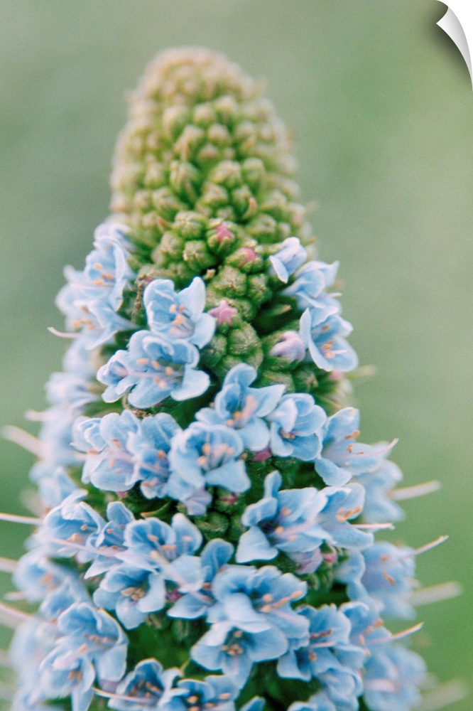 Echium flowers. Close-up of the flowers on an echium (Echium fastuosum), which is also known as the Pride of Madeira as it...