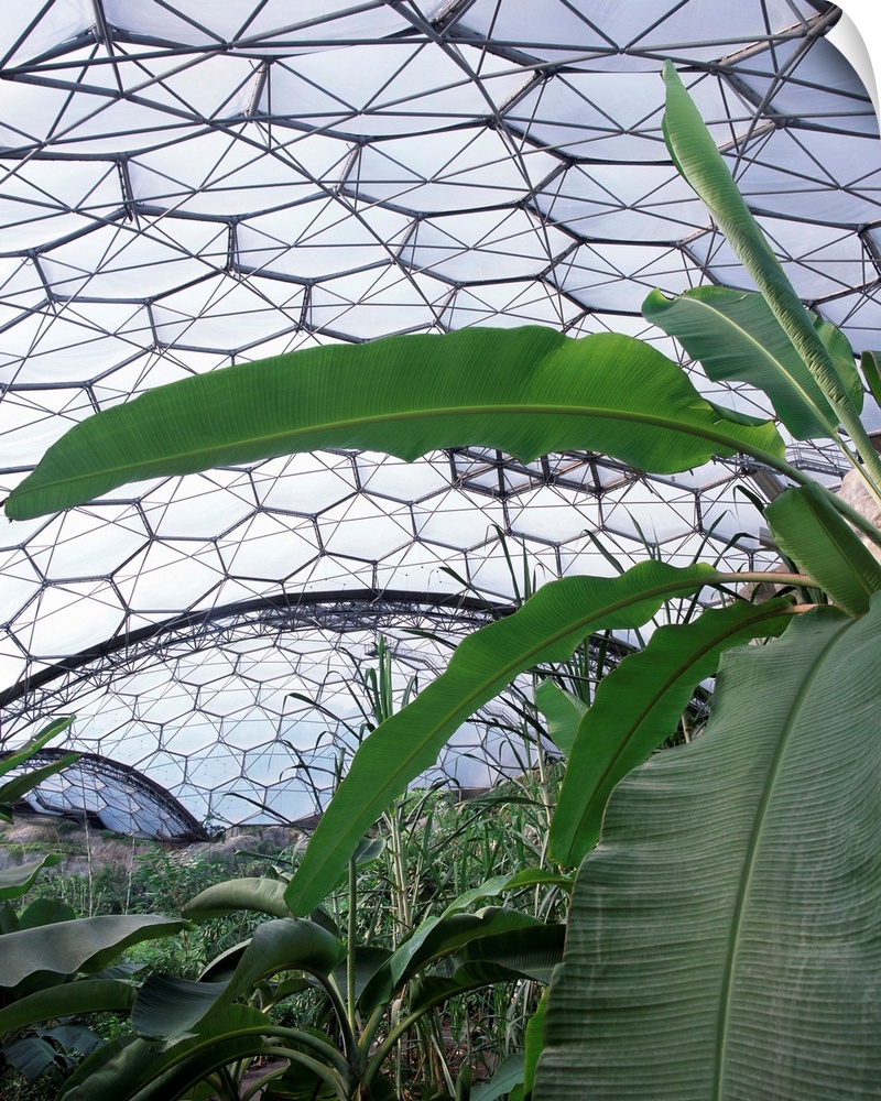 Eden Project. Plants growing in the humid tropics biome (dome) at the Eden Project in Cornwall, England. The Eden Project ...