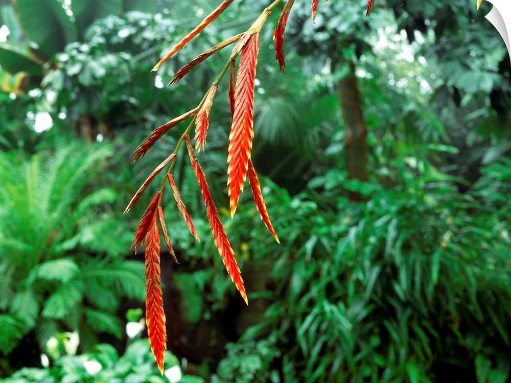 Epipihytic bromeliad flower spikes (Vriesa elata).