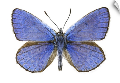 Escher's Blue Butterfly