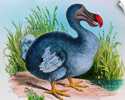 Extinct dodo