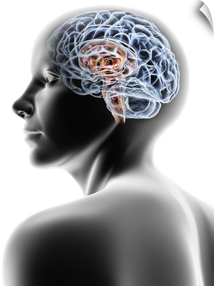 Computer artwork of a female human head with brain.