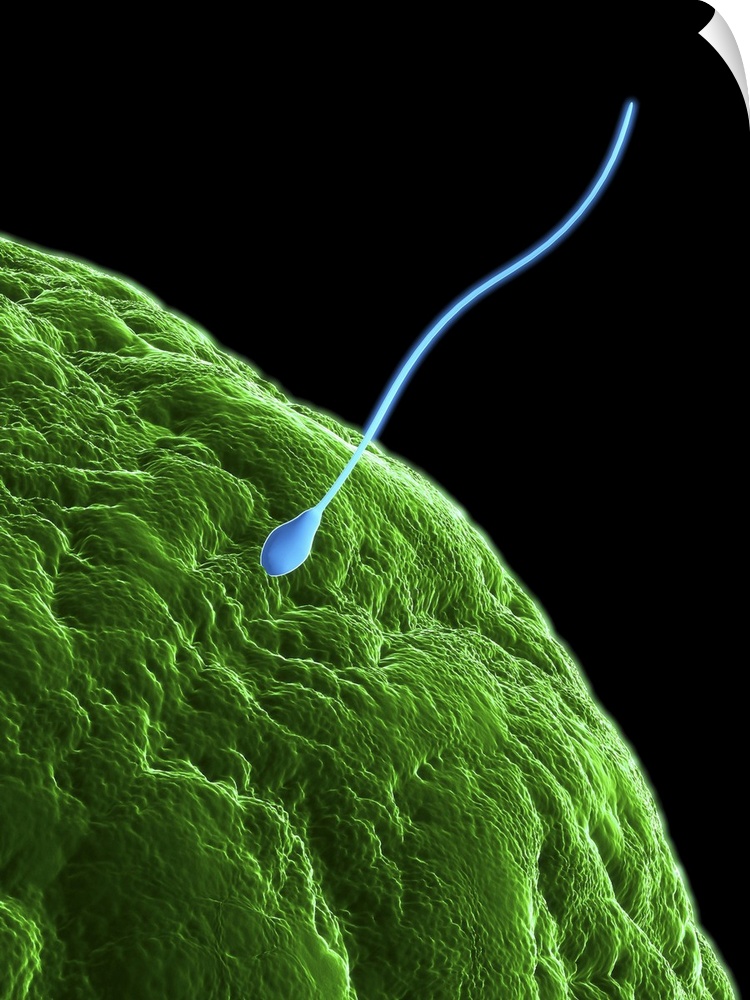 Fertilisation. Computer artwork of a sperm cell (purple) penetrating a human egg (ovum). Each sperm (spermatozoan) has a r...