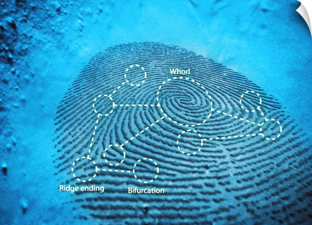 Fingerprint. Computer artwork of a fingerprint residue showing typical patterns for feature identification (whorl, ridge e...