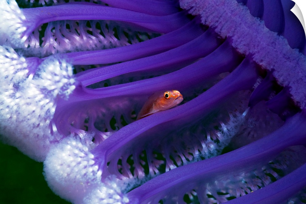 Small fish hiding in a sea pen (Virgularia sp.). Sea pens are colonial organisms related to sea feathers. Photographed off...
