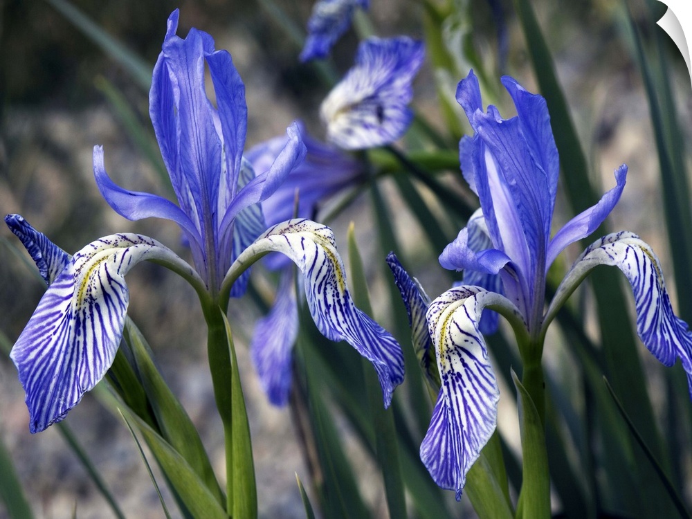 Flag irises (Iris missouriensis). Photographed in the Sierra Nevada, USA.