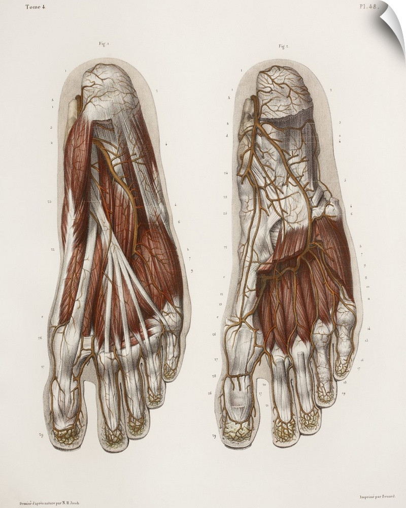 Foot anatomy, 19th Century illustration. Historical hand coloured lithographic print showing the muscles (brown), tendons ...