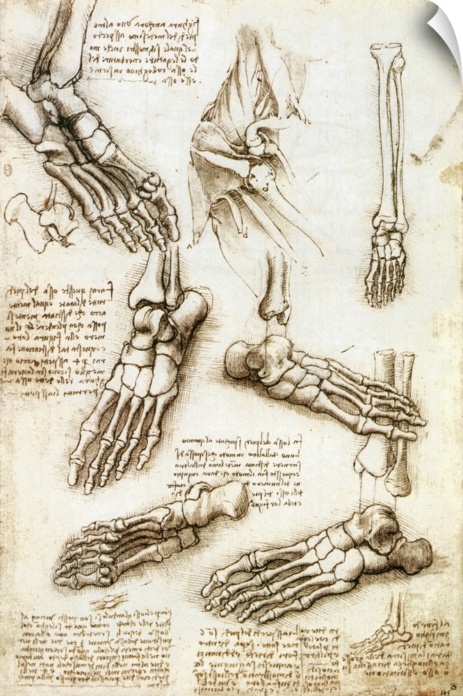 Foot anatomy by Leonardo da Vinci. Historical artwork and notes on the anatomy of the bones of the human foot, by the Ital...