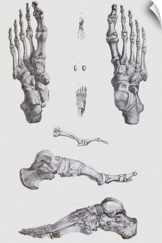 Foot bones. Historical anatomical artwork of the bones of the human foot. At upper right is the upper surface of a right-h...