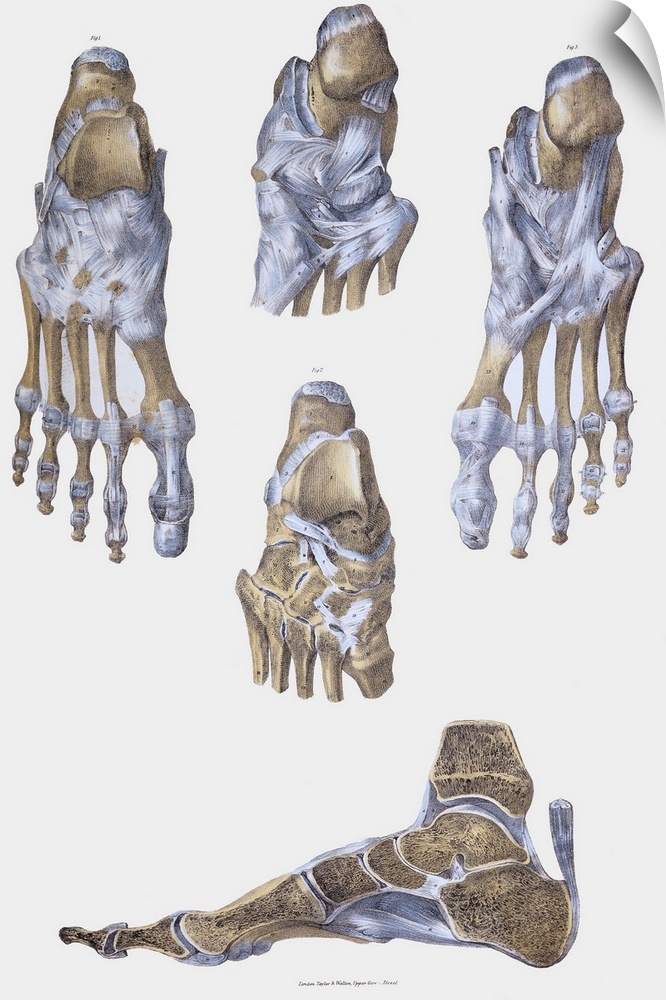 Foot bones and ligaments. Historical anatomical artwork of foot bones (yellow) and ligaments (pale blue). Ligaments are ba...