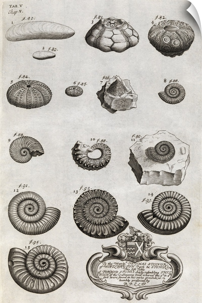 Fossils, 18th century artwork. This page of drawings is from the book The natural history of Oxford-Shire (1705) by the En...