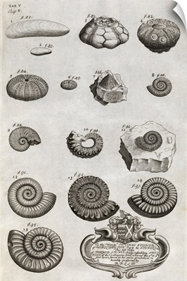 Fossils, 18th century artwork