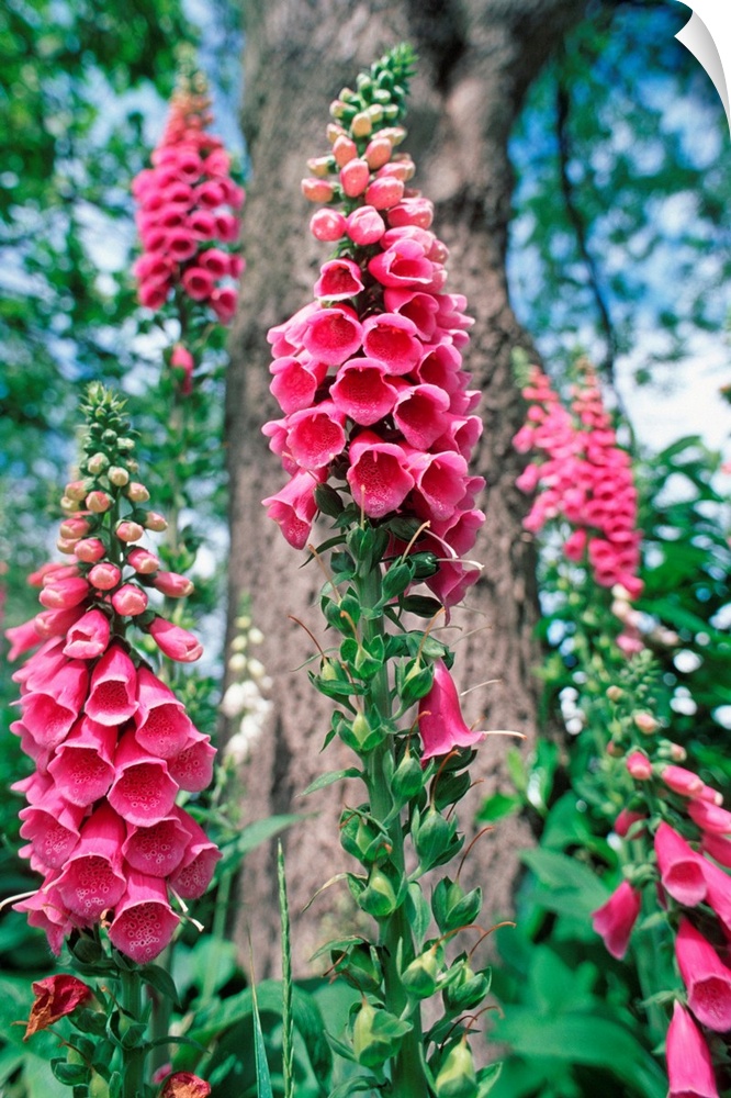 Foxglove flowers (Digitalis purpurea). This plant has long been used in herbal medicine as a tonic. An extract from the pl...