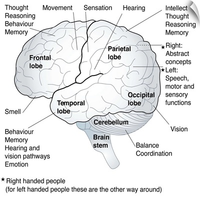 Functional areas of the brain, artwork