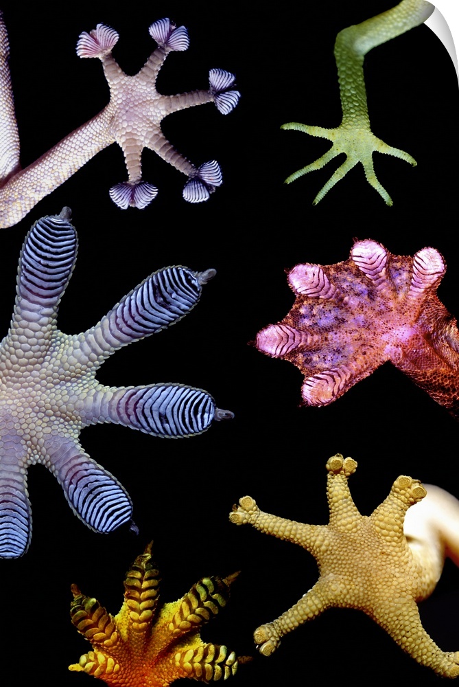 Photomontage of living gecko feet showing a variety of forms. Gecko feet employ very small subdivided filaments to bond wi...