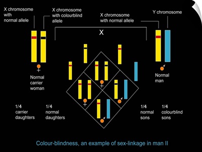Genetics of colour blindness, diagram