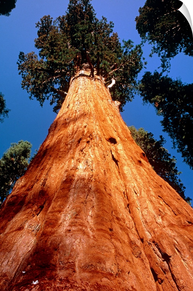 Giant Sequoia. Wide-angle view along the trunk of 'General Sherman', officially the largest Giant Sequoia tree. The Giant ...