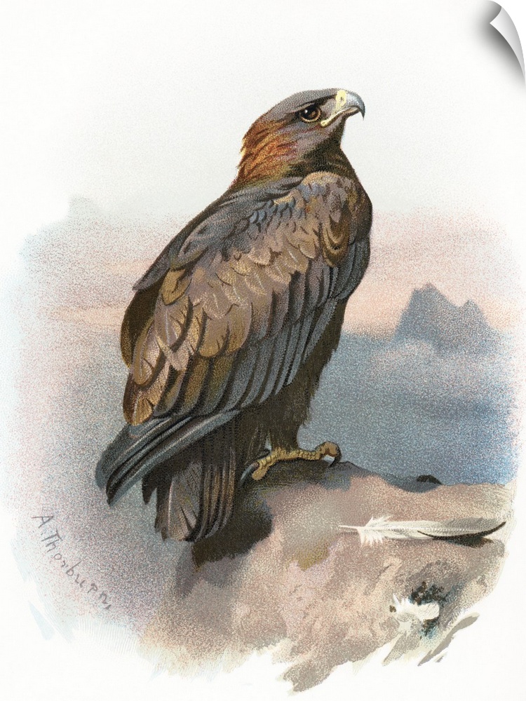 Golden eagle. Historical artwork of a golden eagle (Aquila chrysaetos). This large bird of prey inhabits much of northern ...